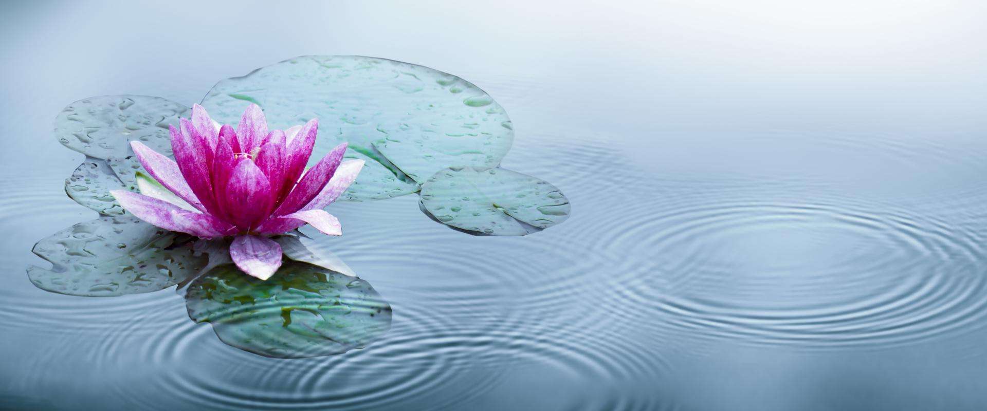 Lily floating in a pond.'